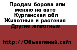 Продам борова или меняю на авто - Курганская обл. Животные и растения » Другие животные   